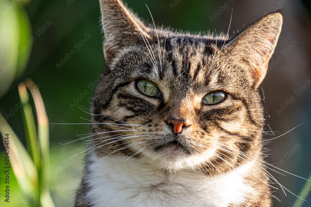 Close up of a tabby cat with piercing green eyes and distinctive facial markings, gazing intently. Serene yet alert, ideal for pet themed content.