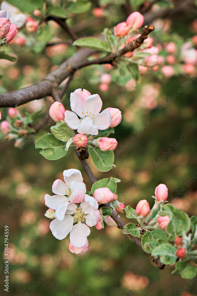 A blooming apple tree in a spring garden. Close-up of flowers on a tree. Selective focus. Vertical photo A blooming apple tree in a spring garden. Close-up of flowers on a tree. Selective focus. Vertical photo