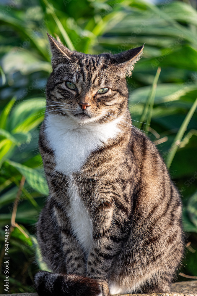 A striking striped cat with a white bib, surrounded by green garden foliage, embodies outdoor tranquility, a good advertisement for luxury pet products. A striking striped cat with a white bib, surrounded by green garden foliage, embodies outdoor tranquility, a good advertisement for luxury pet products.