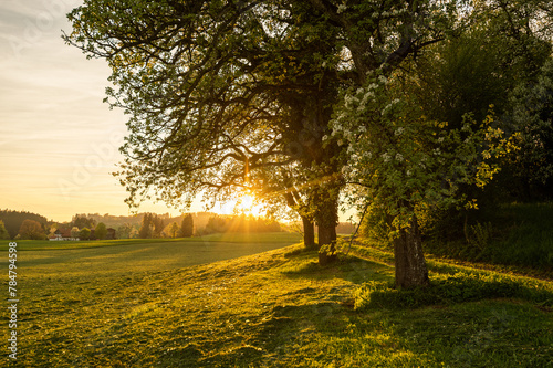 Big tree and green field in the countryside at sunset