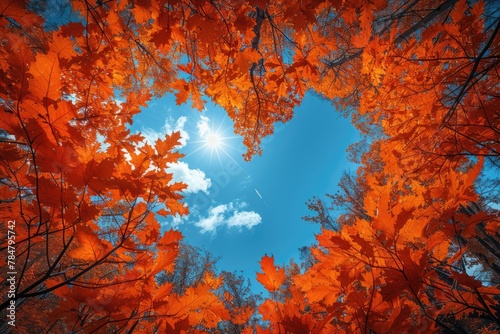Autumn forest background. Vibrant color tree, red orange foliage in fall park. Nature change Yellow leaves in October season Sun up in blue heart shape sky Sunny day weather, bright light banner frame
