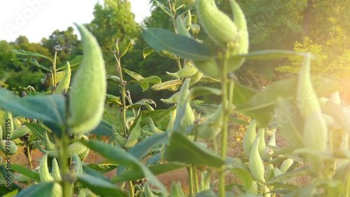 Asclepias syriaca, commonly called common milkweed, butterfly flower, silkweed, silky swallow-wort, and Virginia silkweed, is a species of flowering plant. photo