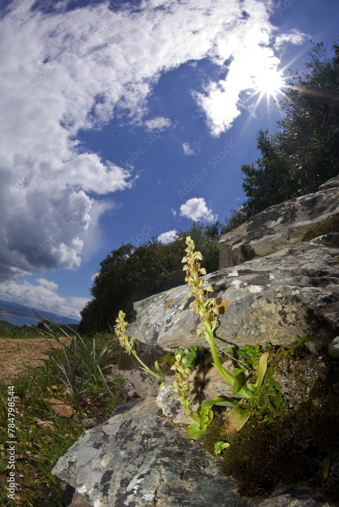 Orchid (Aceras anthropophorum). Man orchid flower Aceras antropophorum. Monte Doglia, Alghero, Sardinia. Italy.