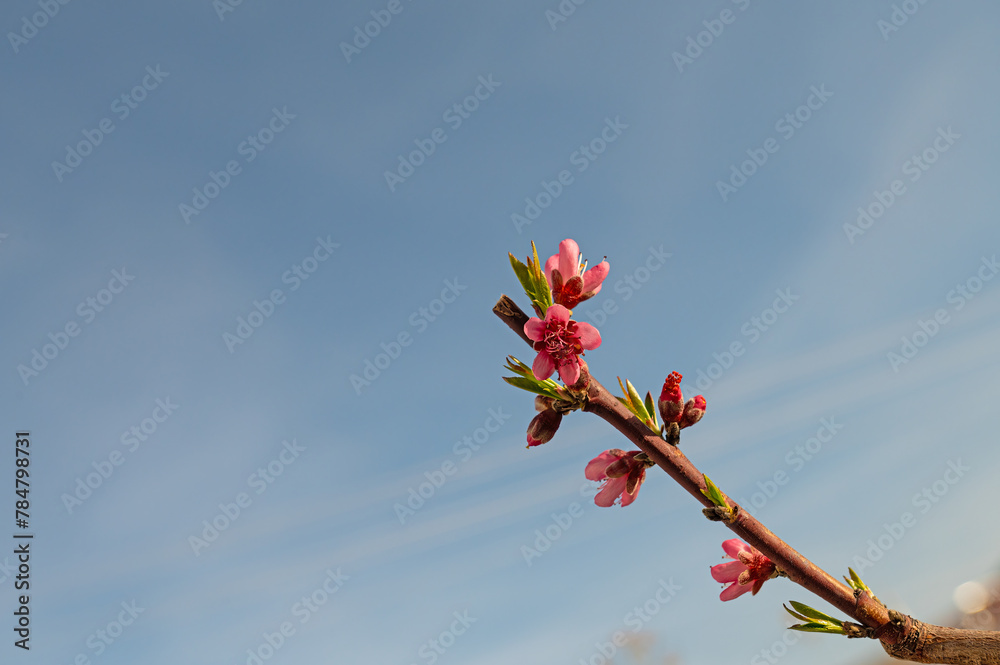 Fruit trees blooming pink in spring, blue sky background. Fruit trees blooming pink in spring, blue sky background.