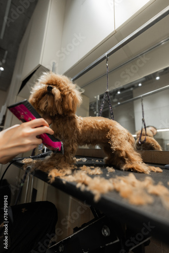 Haircut of a small dog in a grooming salon.
