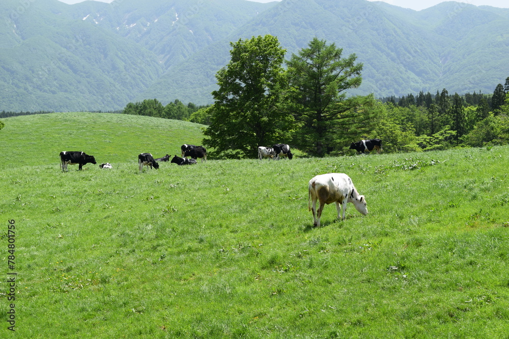 牛の放牧 月山高原牧場 山形県