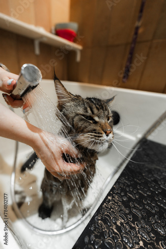 Bathing a Maine Coon Big Cat.