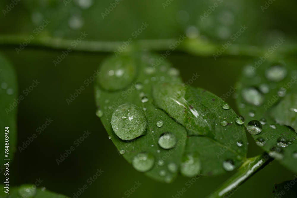Large Drops Of Rain Begin To Merge On Small Green Leaf