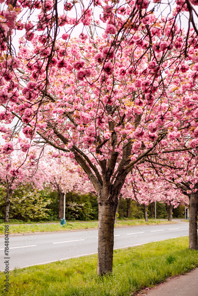 Naklejka premium Sakura Alley. Blooming rose trees in the park. Spring Nature