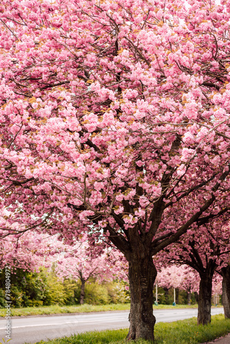 Cherry blossoms. Pink flowering tree in spring in the park