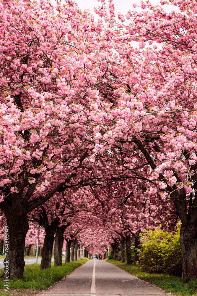 Sakura Alley. Blooming rose trees in the park. Spring Nature Sakura Alley. Blooming rose trees in the park. Spring Nature