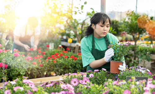 Woman employee of flower shop inspects price tags on pots with young Cape daisy plants and re-evaluates goods