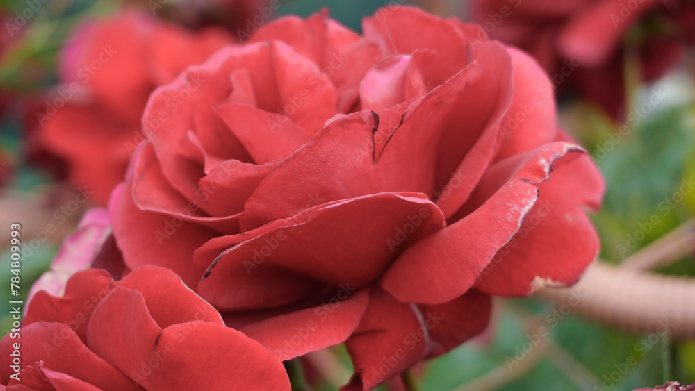 Close up red rose blooming in garden Close up red rose blooming in garden