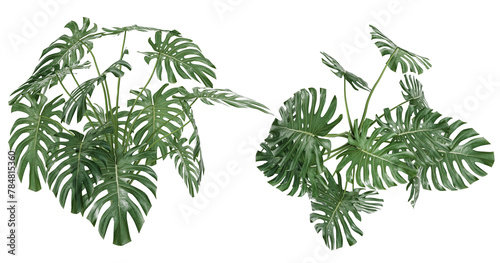Dark green leaves of Monstera deliciosa or split-leaf philodendron the tropical foliage plant bush popular houseplant isolated on white background  clipping path included. Plant isolated on white.