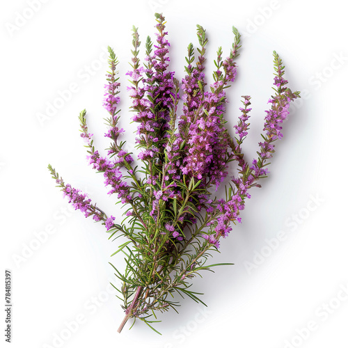 Fresh Lavender on White Background. Generated by AI