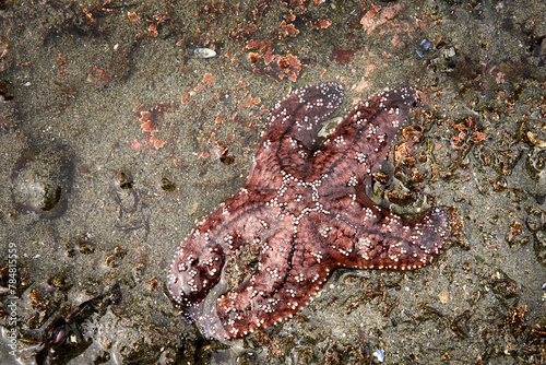 A unique orange and  brown starfish on the west sand of an ocean beach.