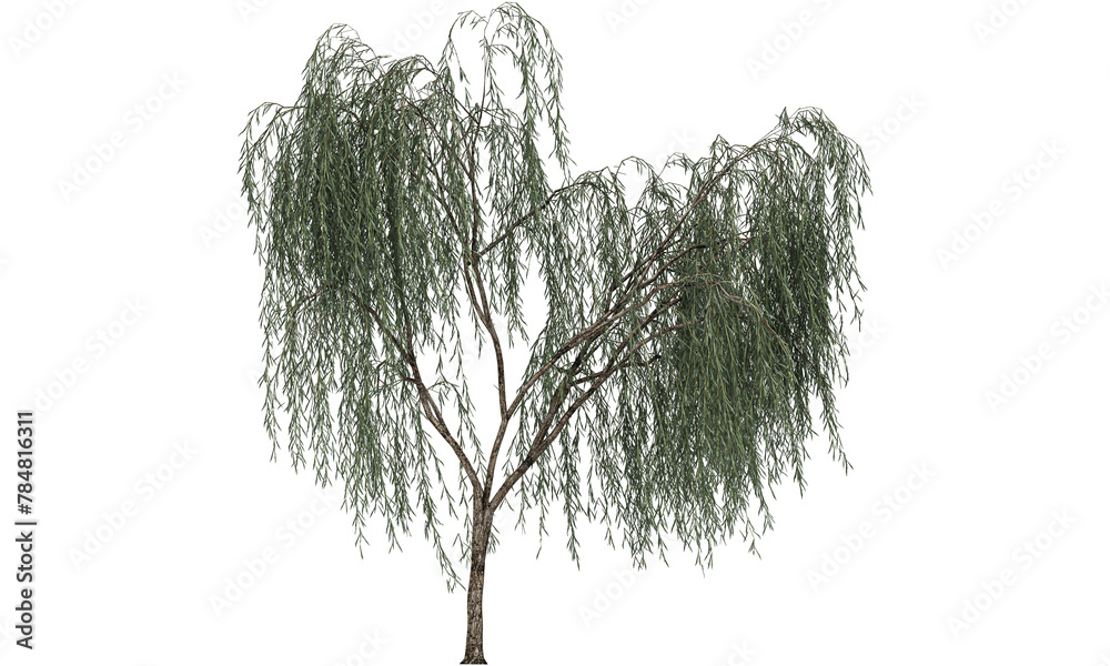Fototapeta premium Tree isolated on white backgorund. Nature and plant collection.