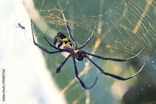 Black-legged Golden Orb Web Spider photo