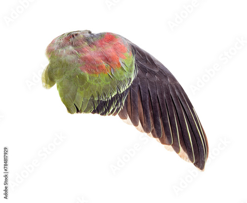 wing  isolated on  transparent png