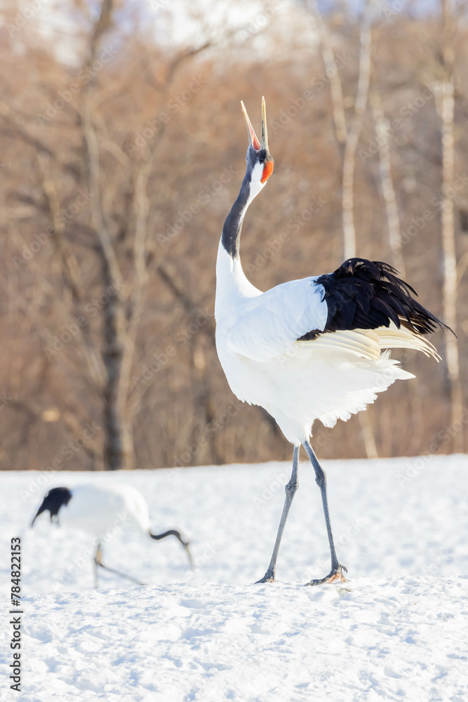 Fototapeta premium 鳴くタンチョウ 