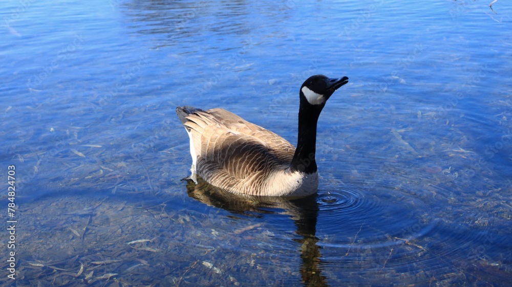 Obraz premium Canada Goose（カナダ雁）