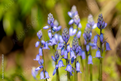 Selective focus of Spanish bluebell, Hyacinthoides hispanica, Endymion hispanicus or Scilla hispanica is a spring-flowering bulbous perennial native to the Iberian Peninsula, Nature floral background. photo