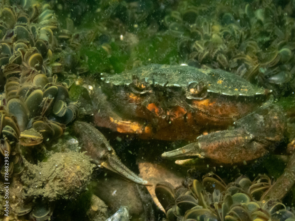 European Green Crab European Green Crab
