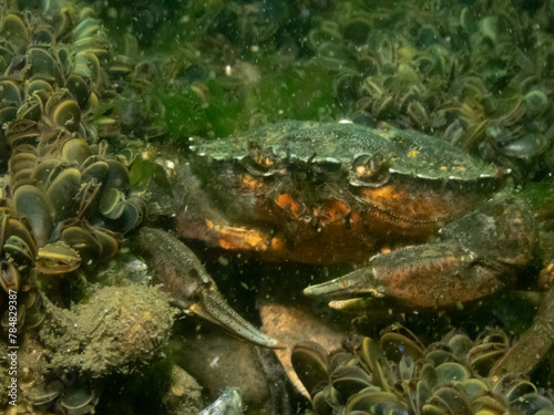 European Green Crab