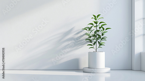 Plant on white background for product stylish show