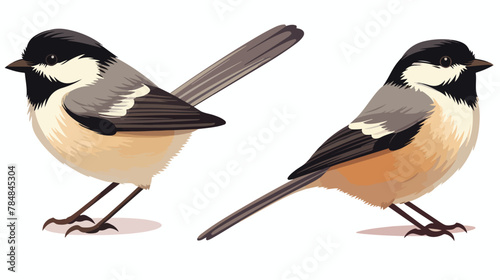 Vector sketches of Bird. The chickadees and titmice © Mishi