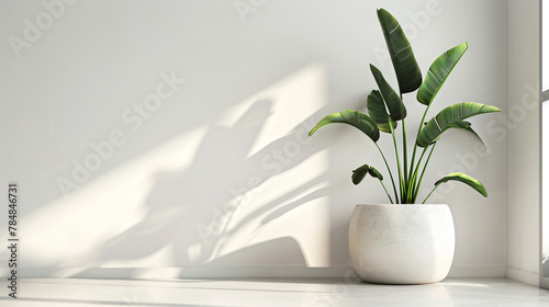 home indoor plant with a modern plant pod with white background for die cut