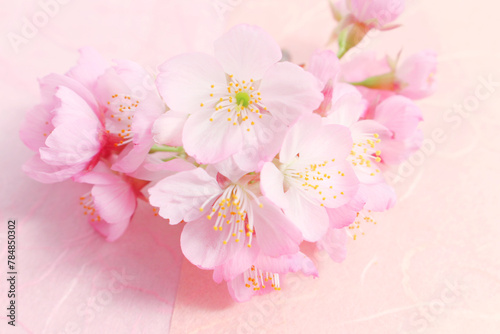 桜の背景 © tsayoko