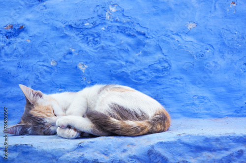 シャウエンの街中で丸くなって睡眠をとる猫
