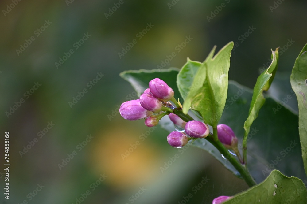 purple sunkikst flower buds as ovaries, with green stems and leaves, photographed in the morning sun purple sunkikst flower buds as ovaries, with green stems and leaves, photographed in the morning sun