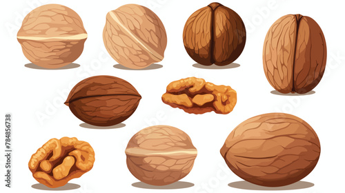 Walnuts icon vector image on white background 2d flat