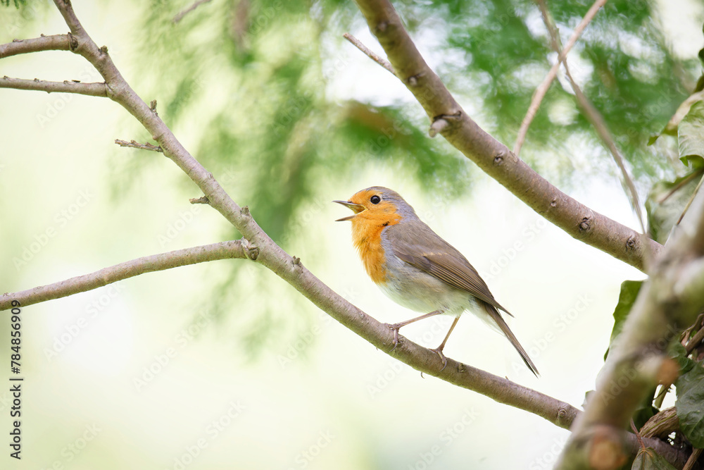 profile view of a robin joyfully singing on a branch with open beak profile view of a robin joyfully singing on a branch with open beak