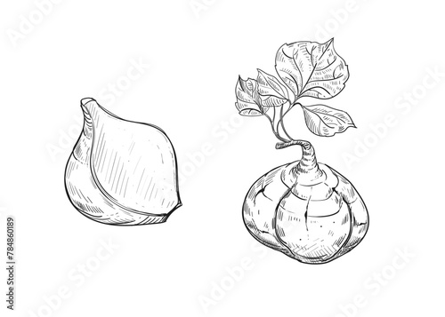 Hand drawn sketch black and white illustration of turnip jicama, root, leaf. Vector illustration. Elements in graphic style label, sticker, menu, package. Engraved style illustration.