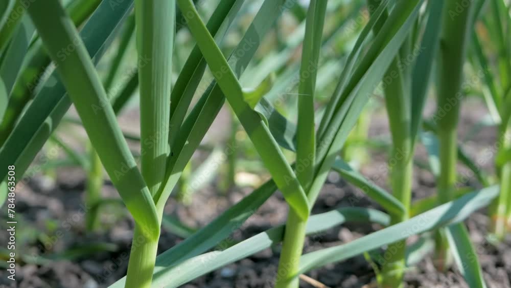 Plantation has rows of organic vegetables garlic, grown outdoors for their fresh flavour. Farmers cultivate these plants using eco-friendly methods to enhance growth Plantation has rows of organic vegetables garlic, grown outdoors for their fresh flavour. Farmers cultivate these plants using eco-friendly methods to enhance growth