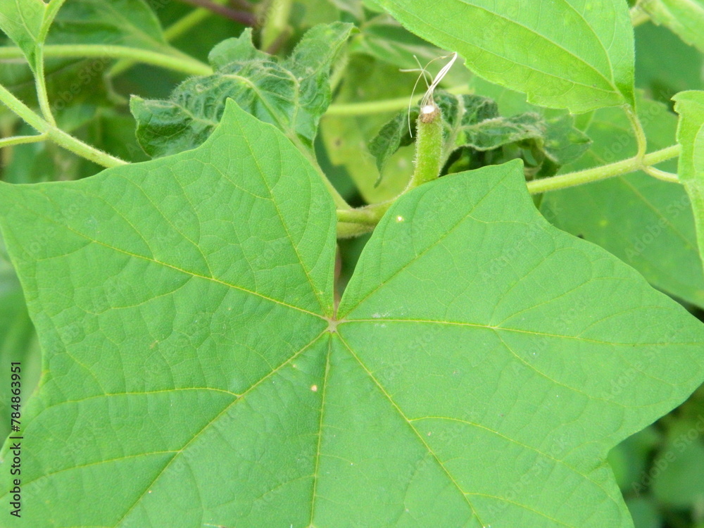 close-up photo of green plants growing wild in tropical mountain areas close-up photo of green plants growing wild in tropical mountain areas