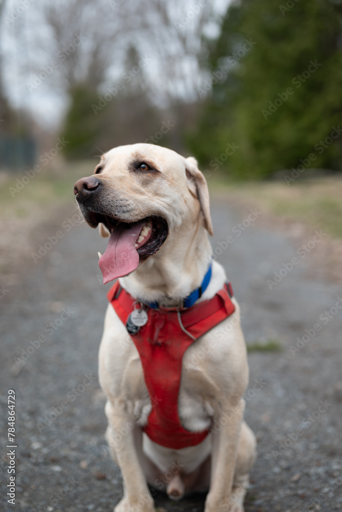 Beautiful  labrador retriever with his harness on a trail in a park. Playful face.