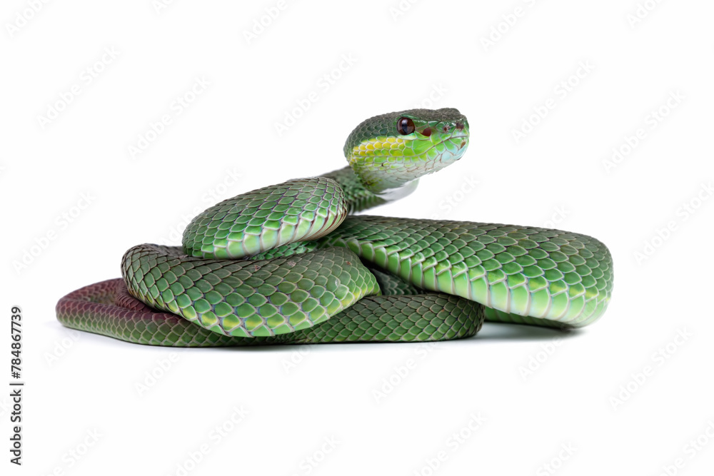 Green viper snake isolated on white, trimeresurus albolabris