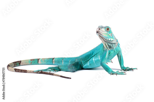 Blue Iguana isolated on white, blue Iguana Cyclura Lewisi, Grand Cayman Blue Iguana	
 photo