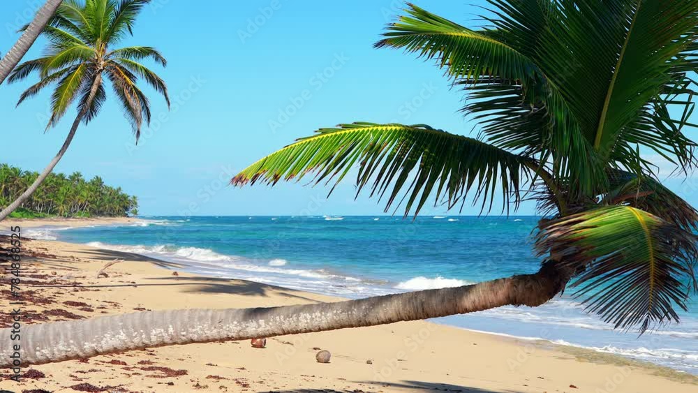 A Single Palm Tree on a Secluded Tropical Beach in the Dominican Republic
