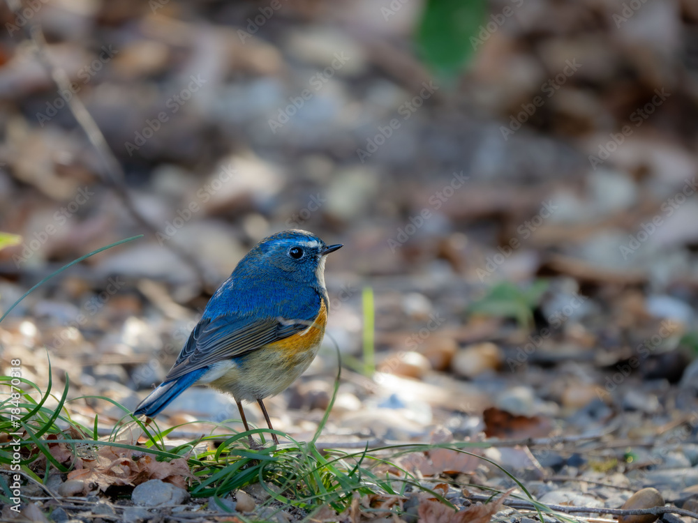 地面に降りてきてエサを探しているルリビタキの雄