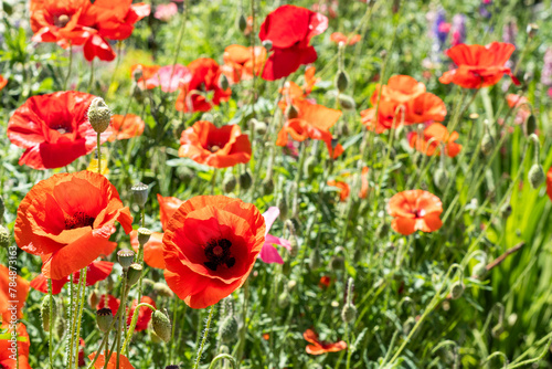 wild flower mix with red poppies on green background summer time