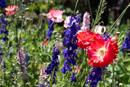 wild flower mix with red poppies on green background summer time