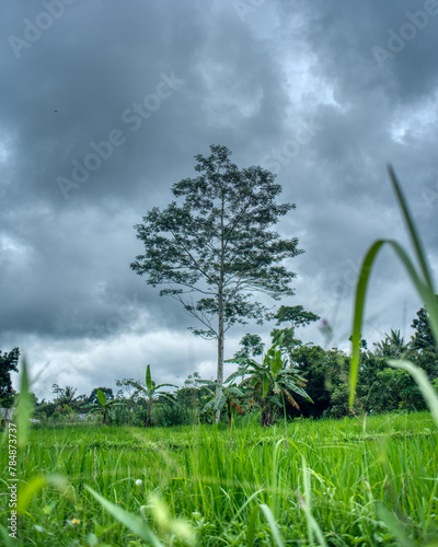 Single high green tree with cloudy sky background
