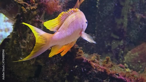 Close view of orange cichlid fish with large fins floating underwater	
 photo