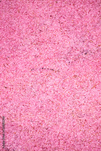 桜の絨毯