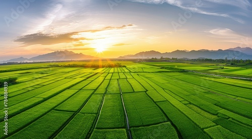 Expansive Green Beauty: Aerial Perspective of Lush Rice Fields Stretching Far and Wide